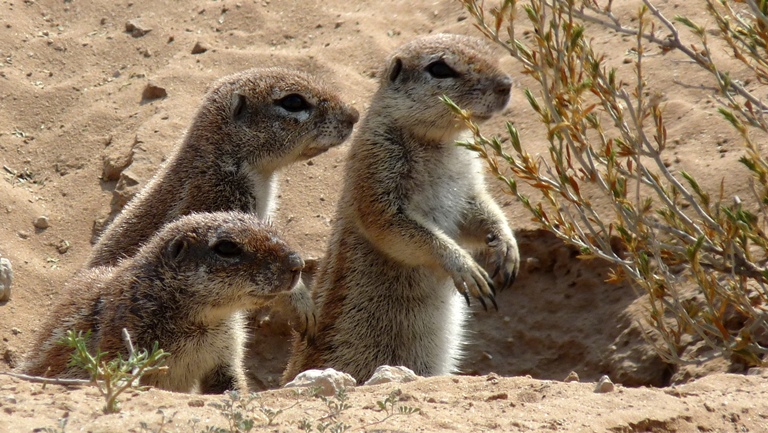 Erdhörnchen